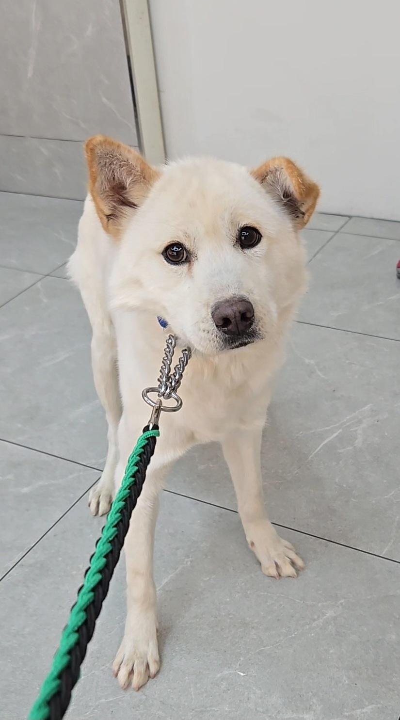 Enlarge PINO, a ADOPTABLE mixed breed in Centreville, VA image 3/3