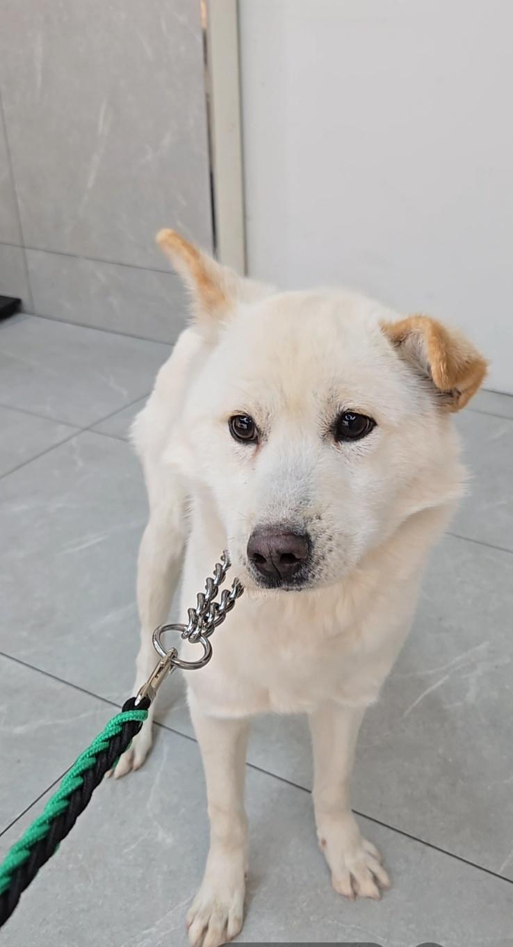 Enlarge PINO, a ADOPTABLE mixed breed in Centreville, VA image 1/3