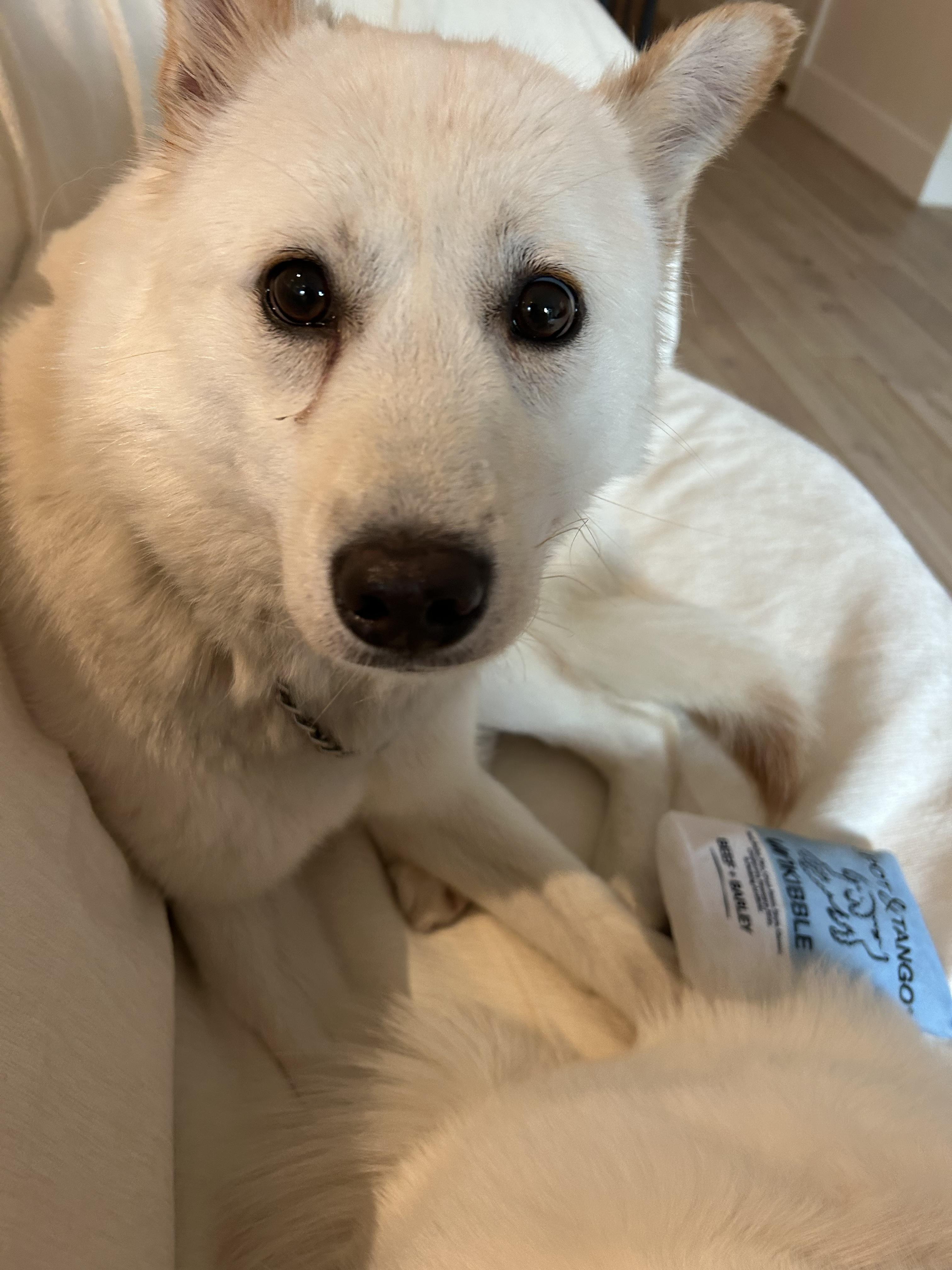 PINO, ADOPTABLE, Young Male Jindo.