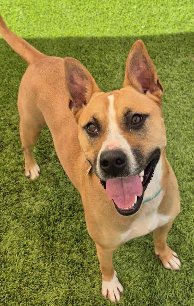 Scooby, Adoptable, Young Male Mixed Breed.