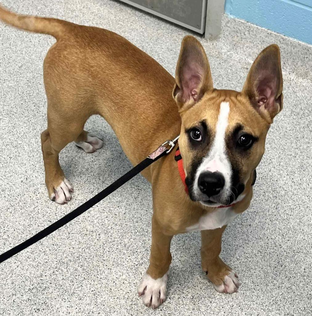 Scooby, a ADOPTABLE Mixed Breed in Frankfort, KY image 2/2