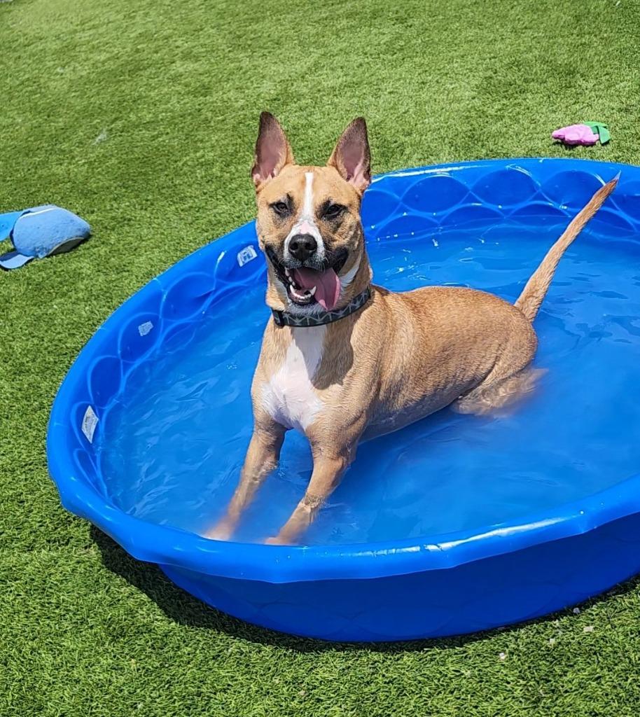 Scooby, ADOPTABLE, Adult Male Mixed Breed.