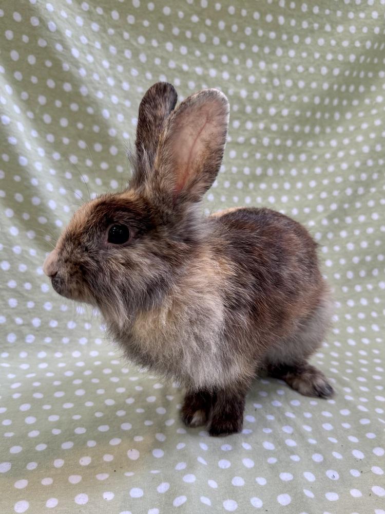 Lindy Hop, Adoptable, Adult Female Lionhead.