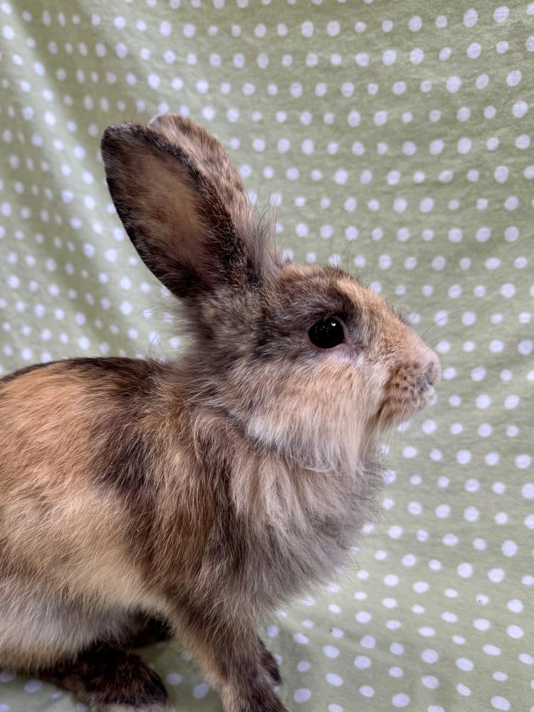 Enlarge Lindy Hop, a Adoptable mixed breed in Gainesville, FL image 3/6