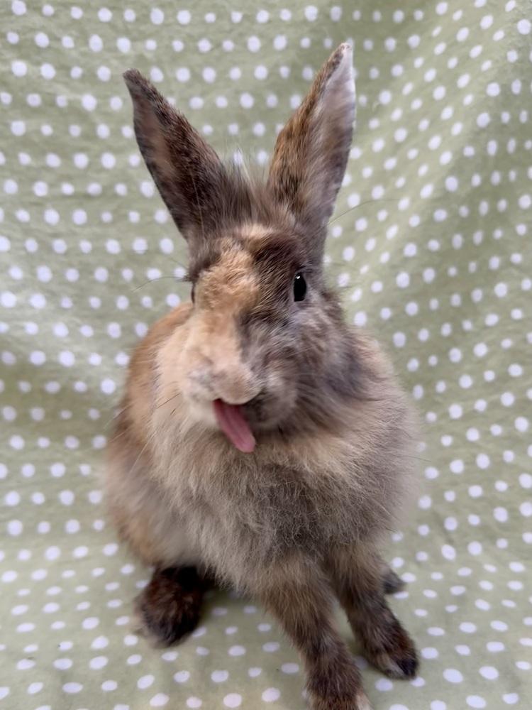 Enlarge Lindy Hop, a Adoptable mixed breed in Gainesville, FL image 4/6