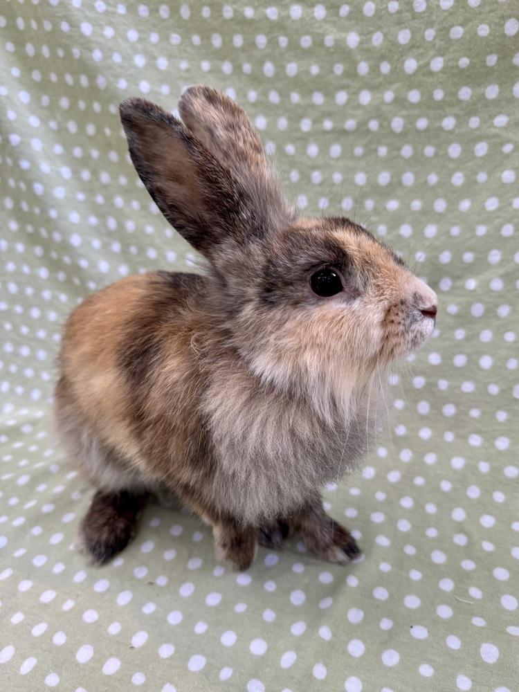 Lindy Hop, Adoptable, Adult Female Lionhead.