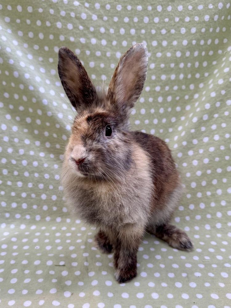 Enlarge Lindy Hop, a Adoptable mixed breed in Gainesville, FL image 6/6