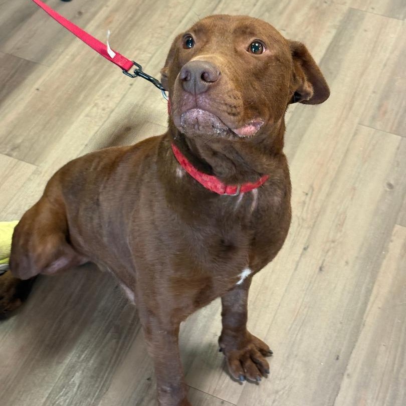 Enlarge Enzo, a Adoptable mixed breed in New Milford, CT image 1/3