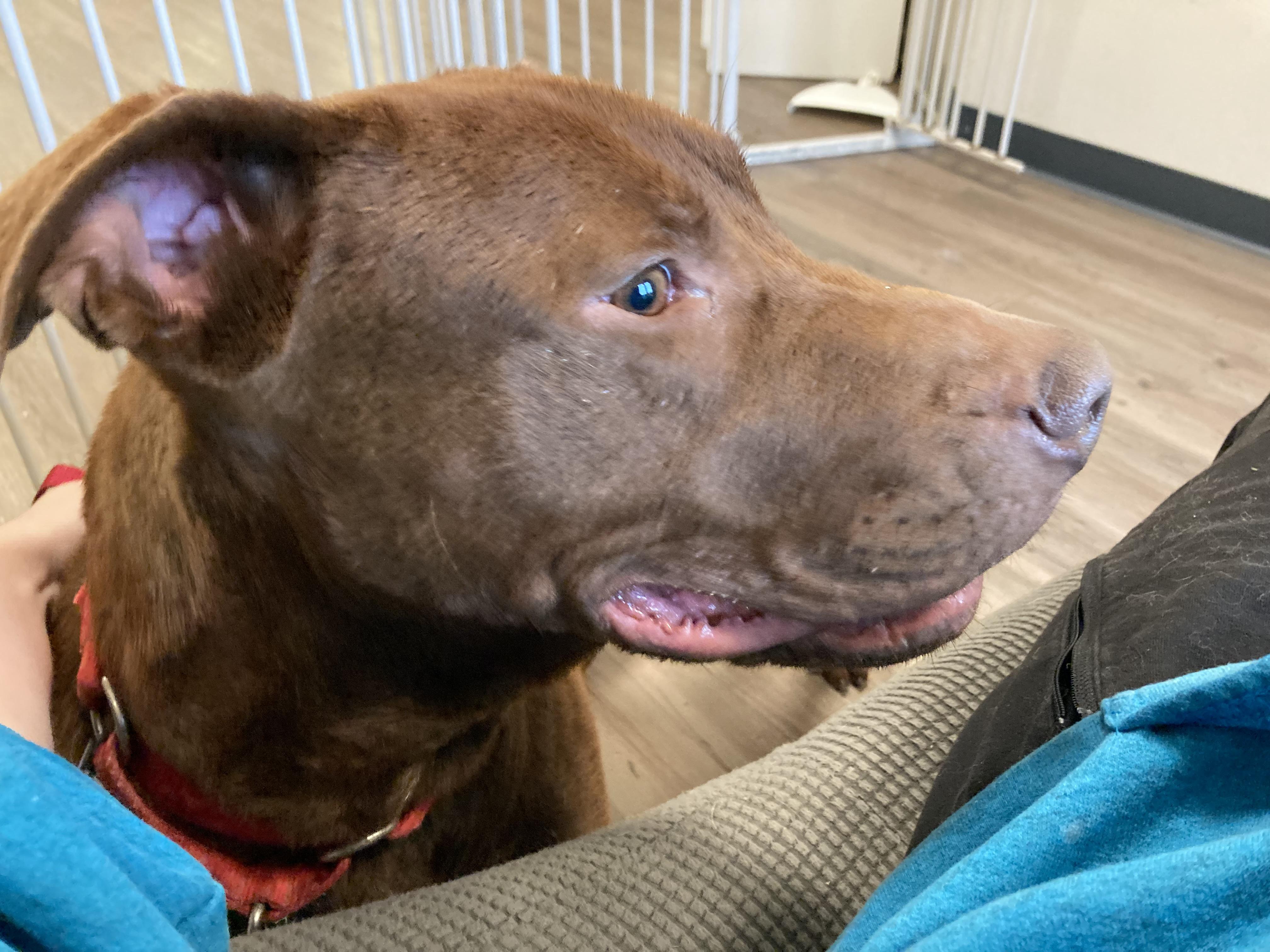 Enlarge Enzo, a Adoptable mixed breed in New Milford, CT image 2/3