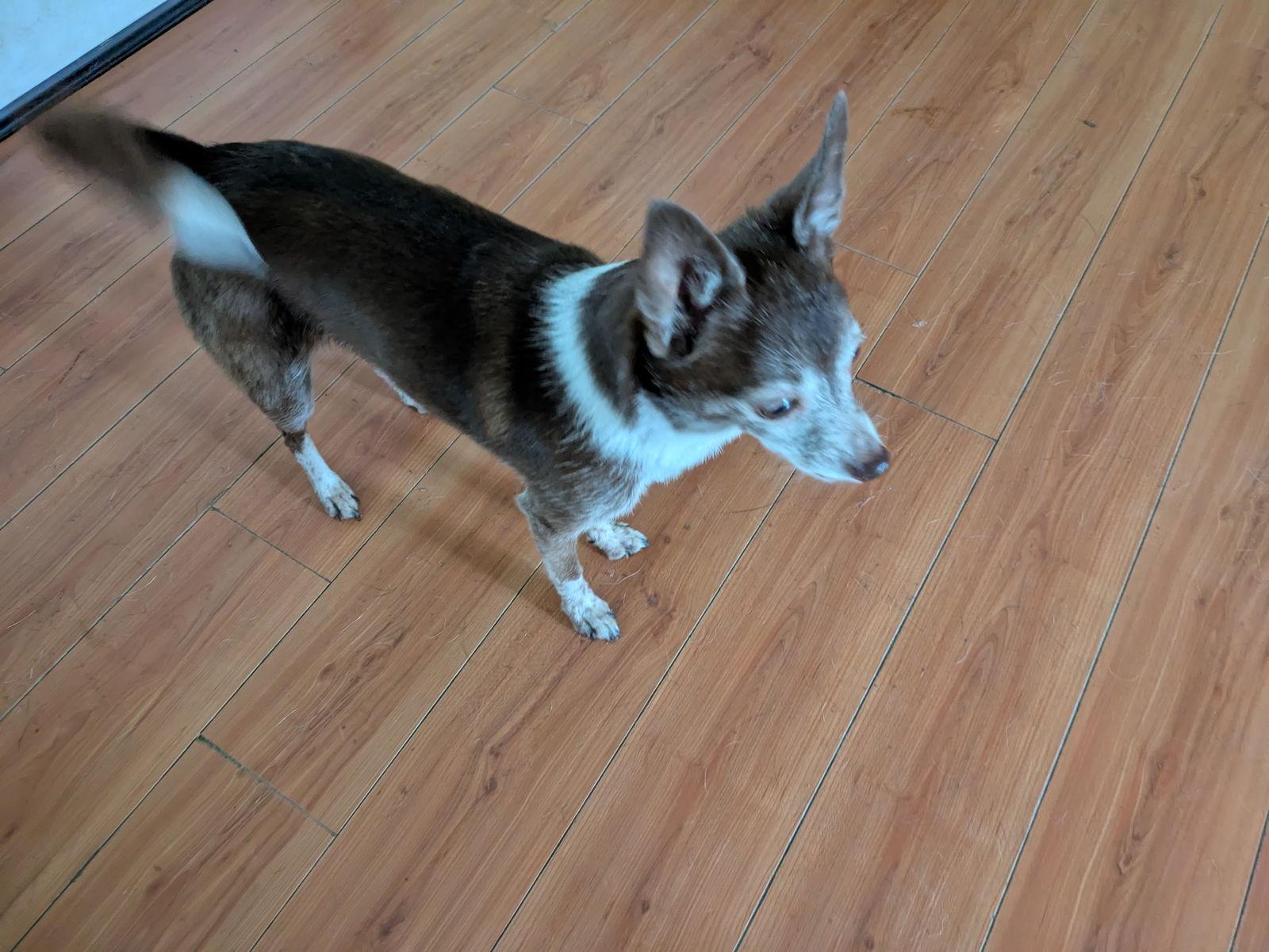 Riley, a Adopted Chihuahua in Orange Grove, TX image 1/3