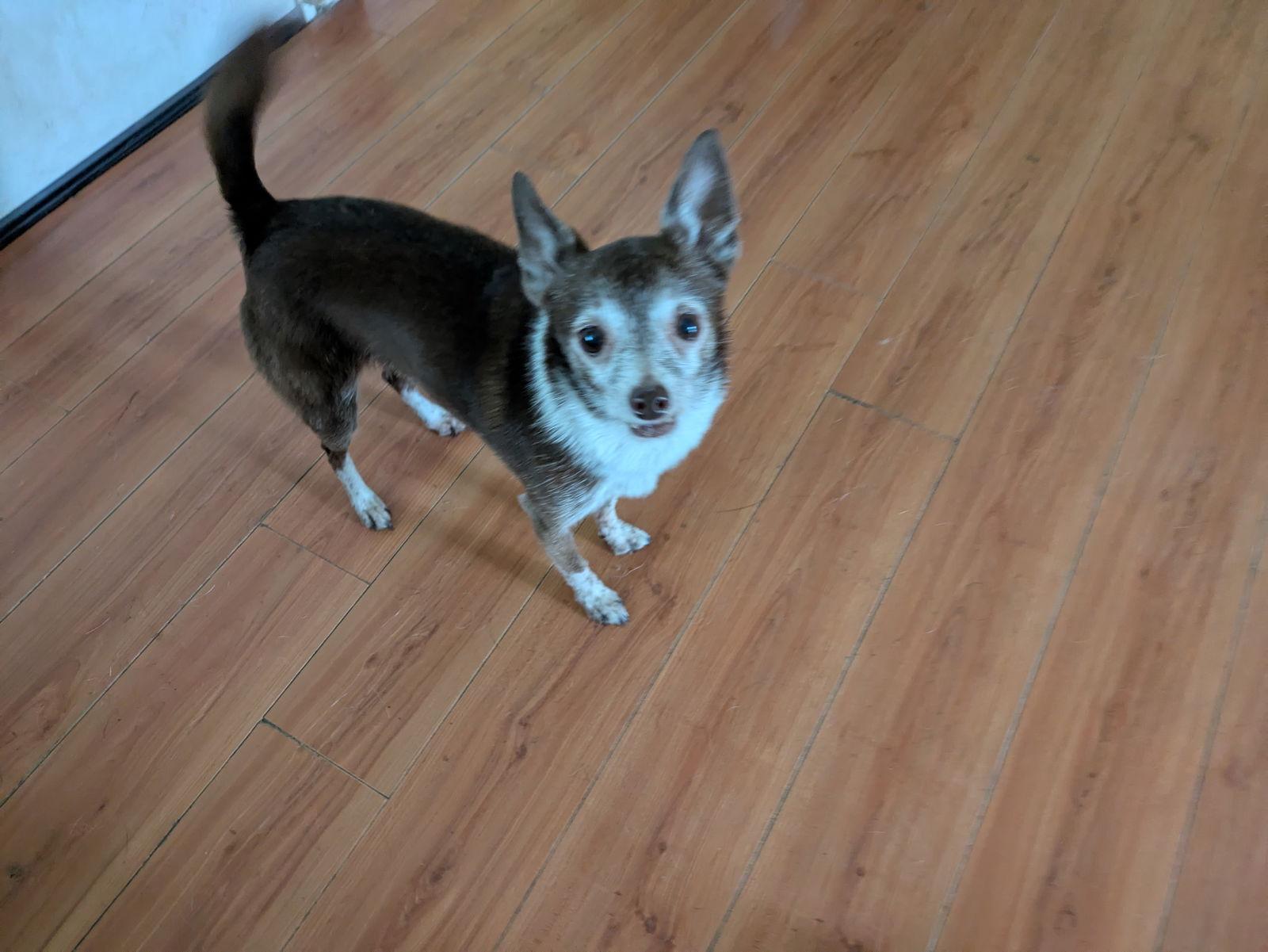 Riley, a Adopted Chihuahua in Orange Grove, TX image 2/3