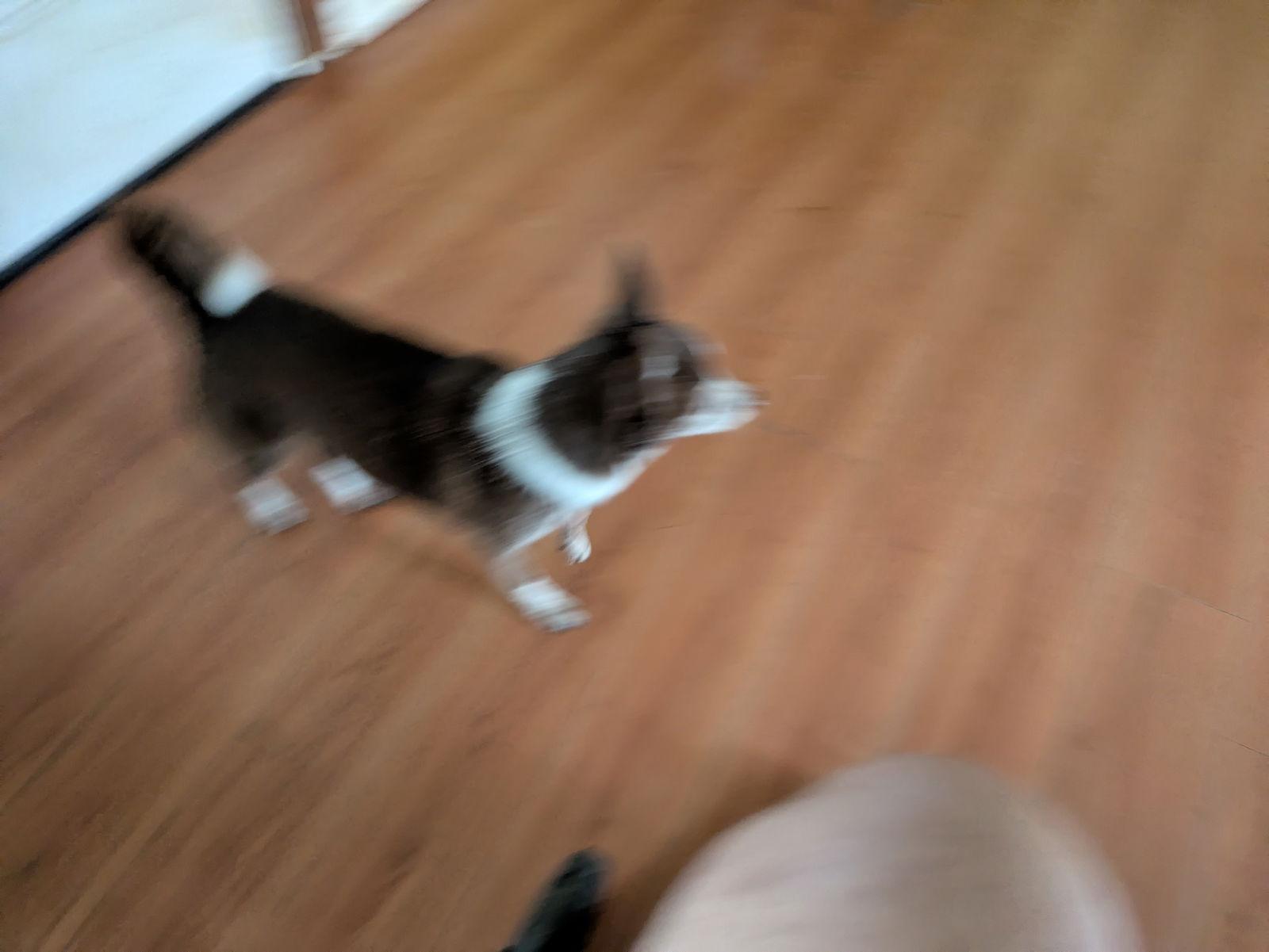 Riley, a Adopted Chihuahua in Orange Grove, TX image 3/3