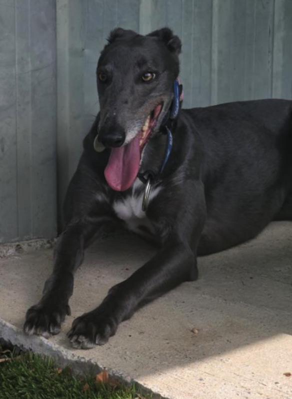 Enlarge Julie Ville (Julie), an adoptable Greyhound in Tarpon Springs, FL image 3/3