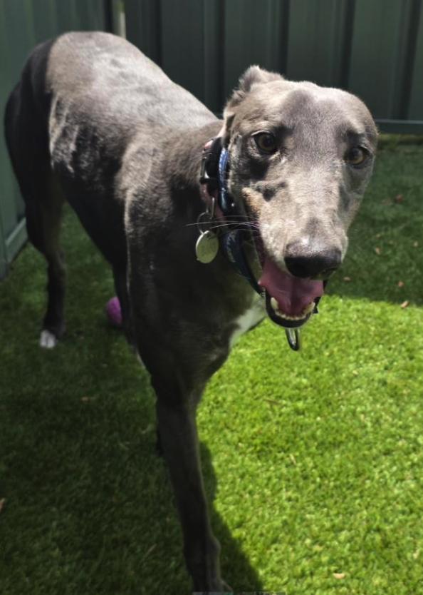 Enlarge Julie Ville (Julie), an adoptable Greyhound in Tarpon Springs, FL image 1/3