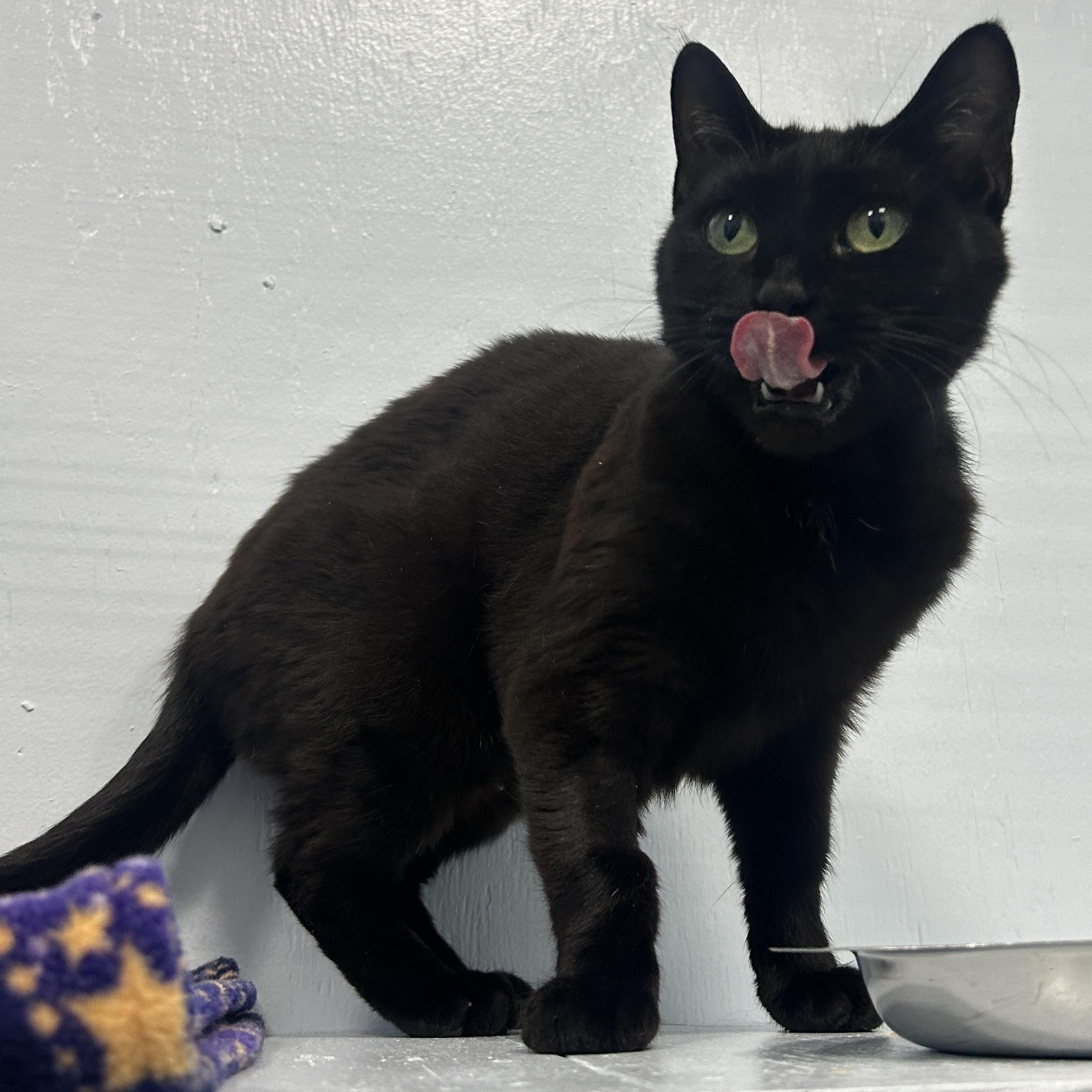 Lil Bits, Adoptable, Kitten Female Domestic Short Hair.