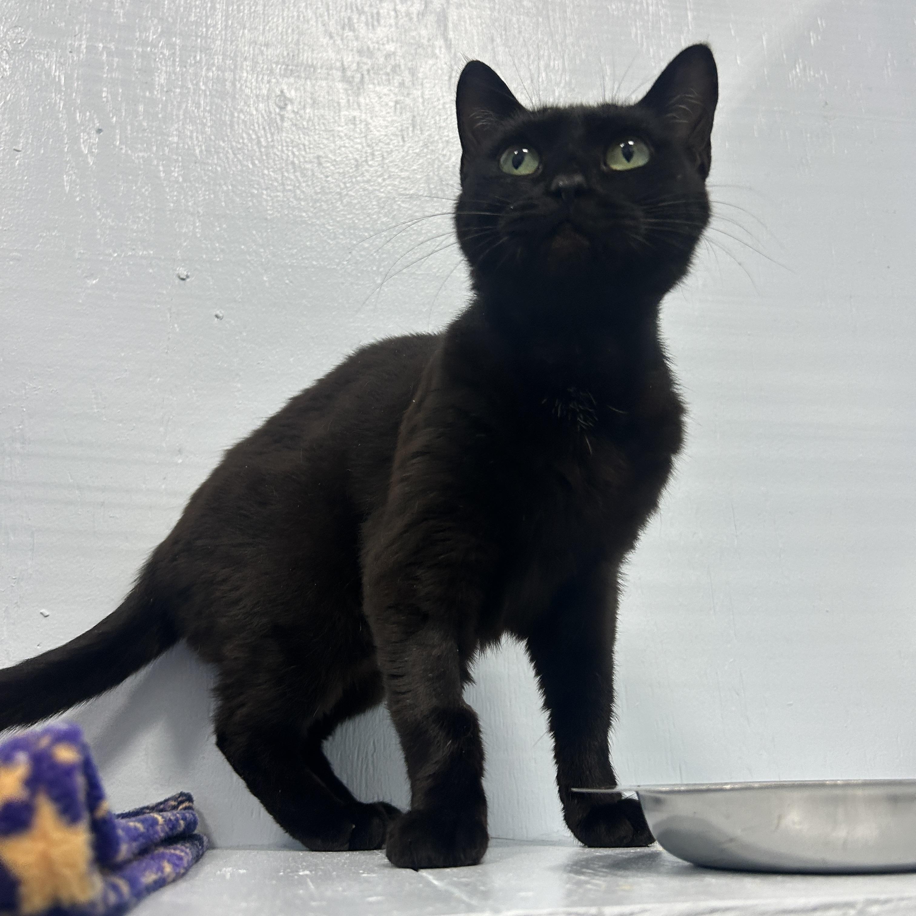 Enlarge Lil Bits, a Adoptable Domestic Short Hair in Mission, BC image 4/4