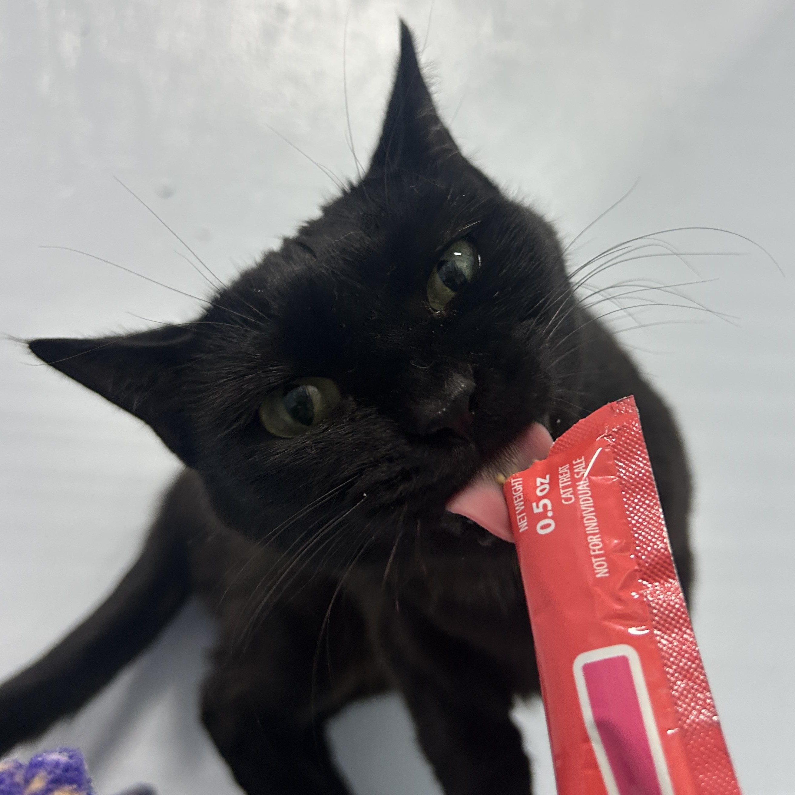 Enlarge Lil Bits, a Adoptable Domestic Short Hair in Mission, BC image 2/4