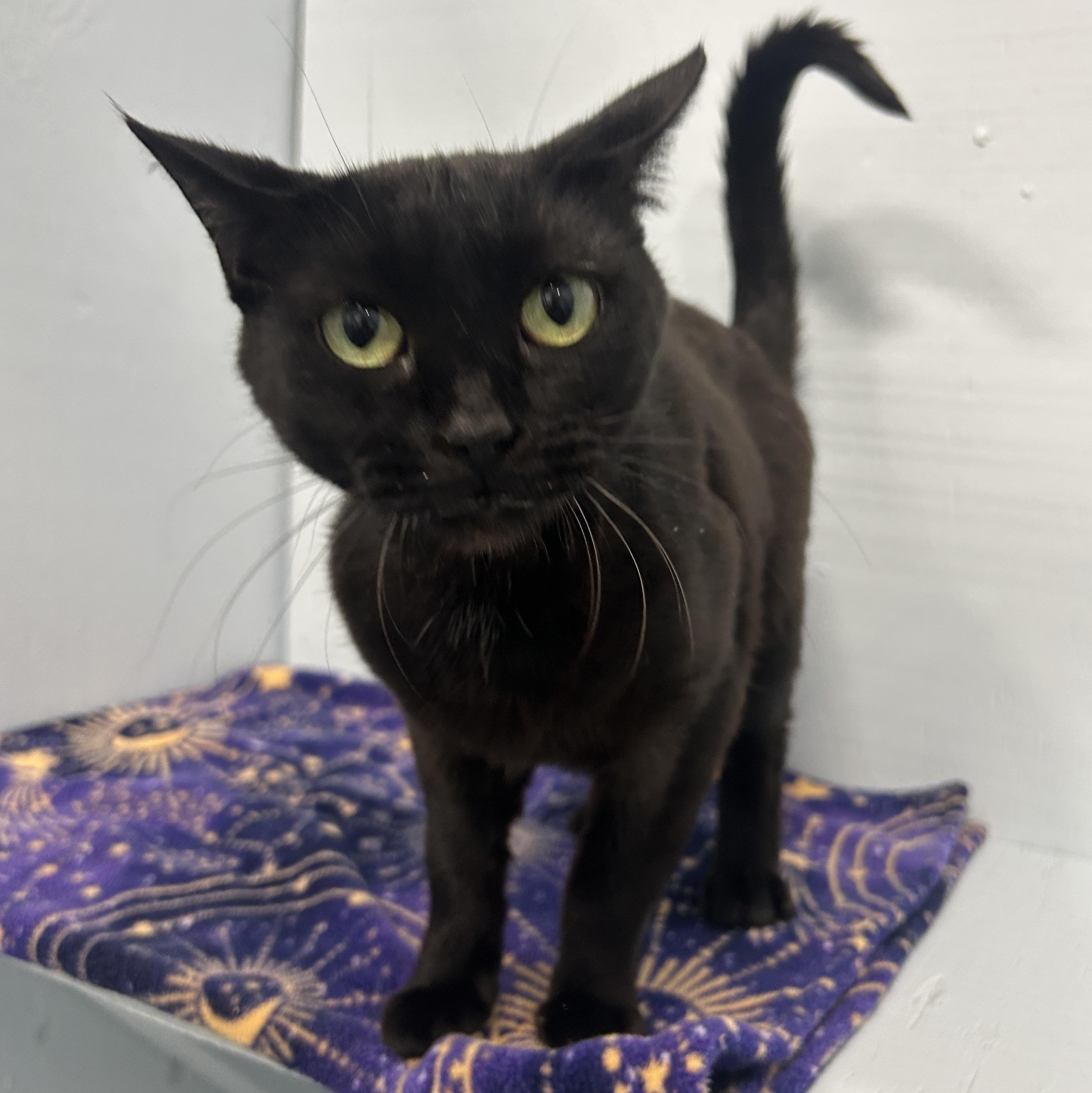 Enlarge Lil Bits, a Adoptable Domestic Short Hair in Mission, BC image 3/4