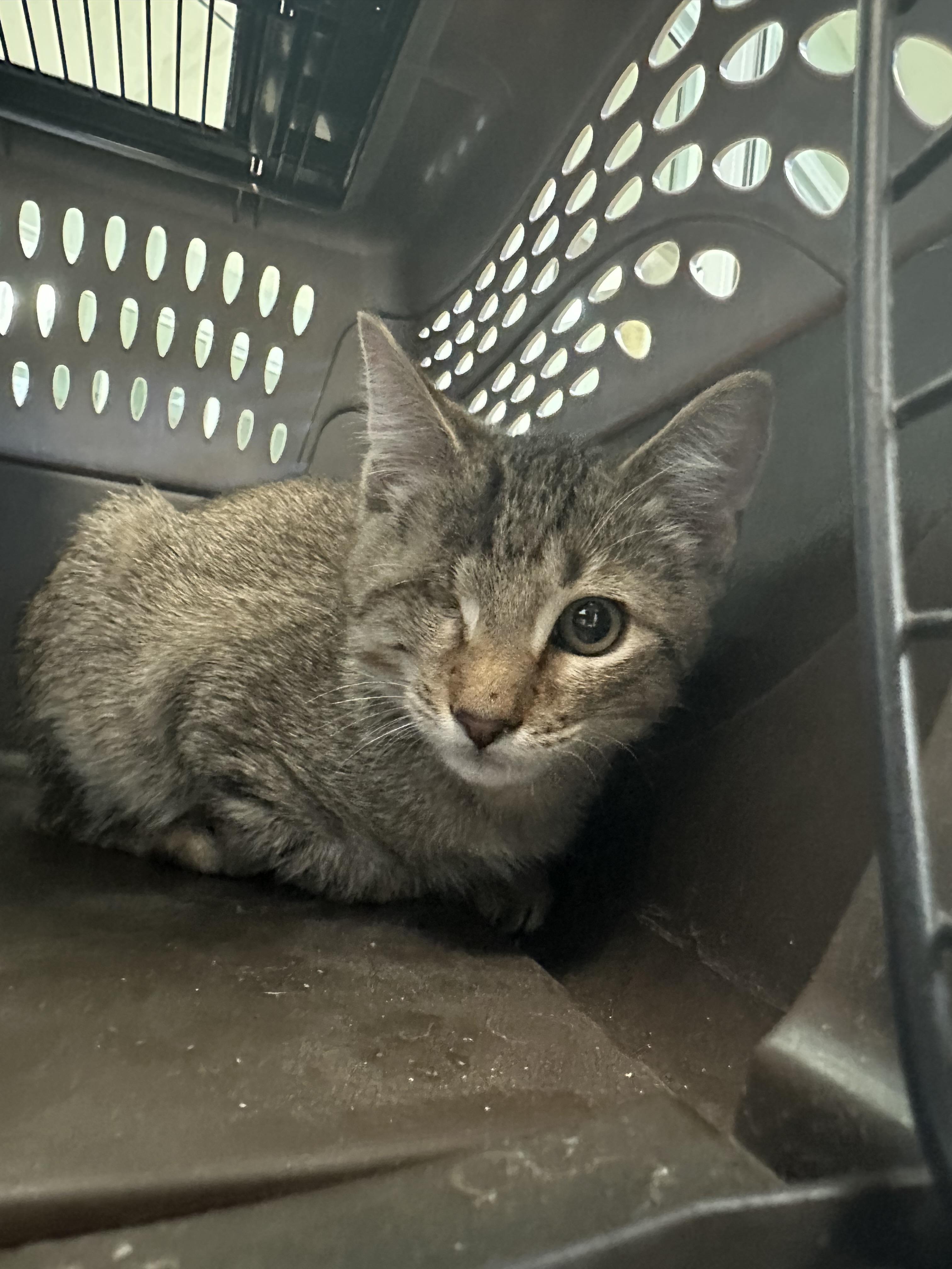 Arlo, a ADOPTABLE Domestic Short Hair in New Port Richey, FL image 2/2