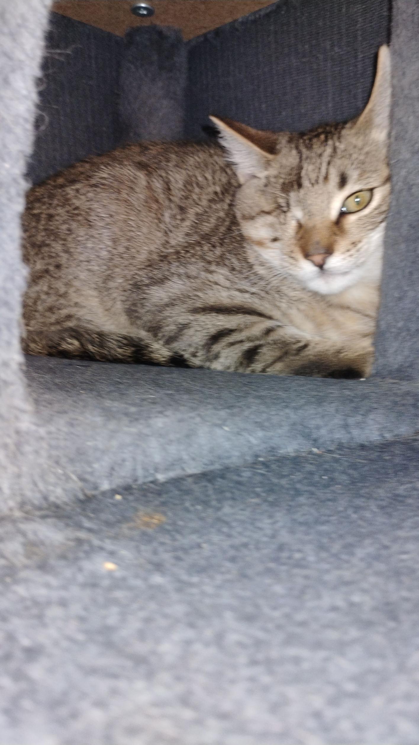 Arlo, ADOPTABLE, Young Male Domestic Short Hair.
