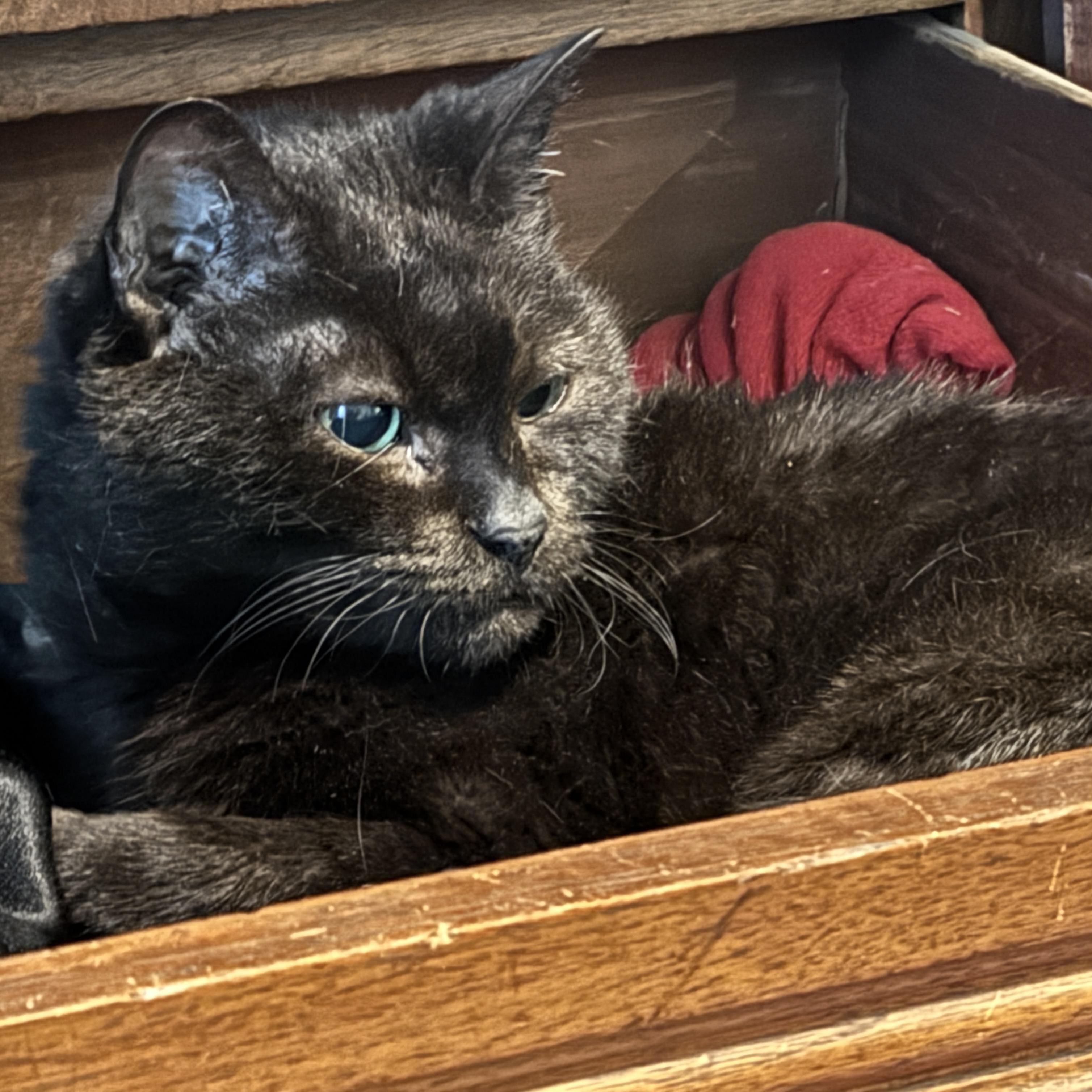 Enlarge Milk Crate *Courtesy listing*, a Adoptable Domestic Short Hair in Brooklyn, NY image 2/5