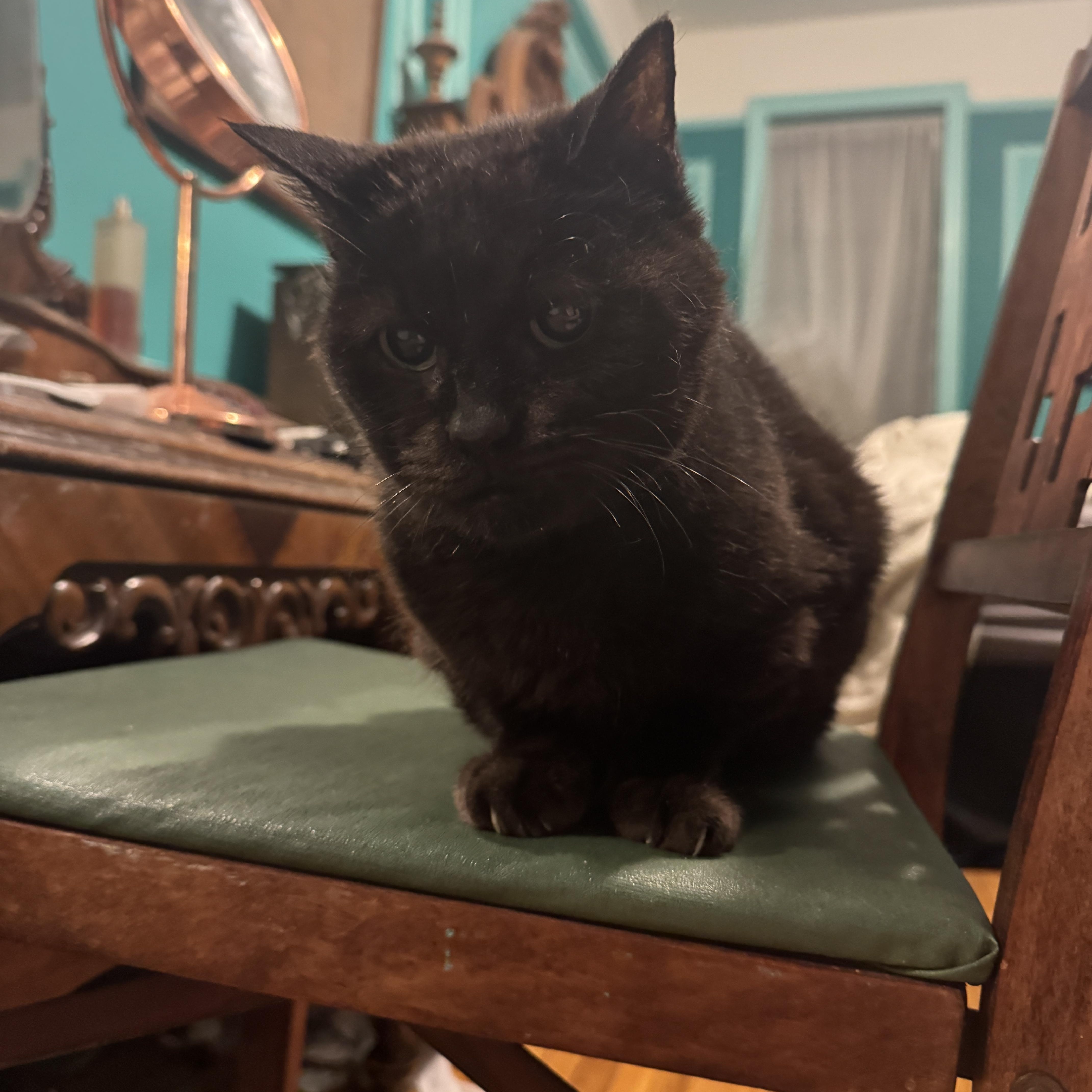 Enlarge Milk Crate *Courtesy listing*, a Adoptable Domestic Short Hair in Brooklyn, NY image 3/5