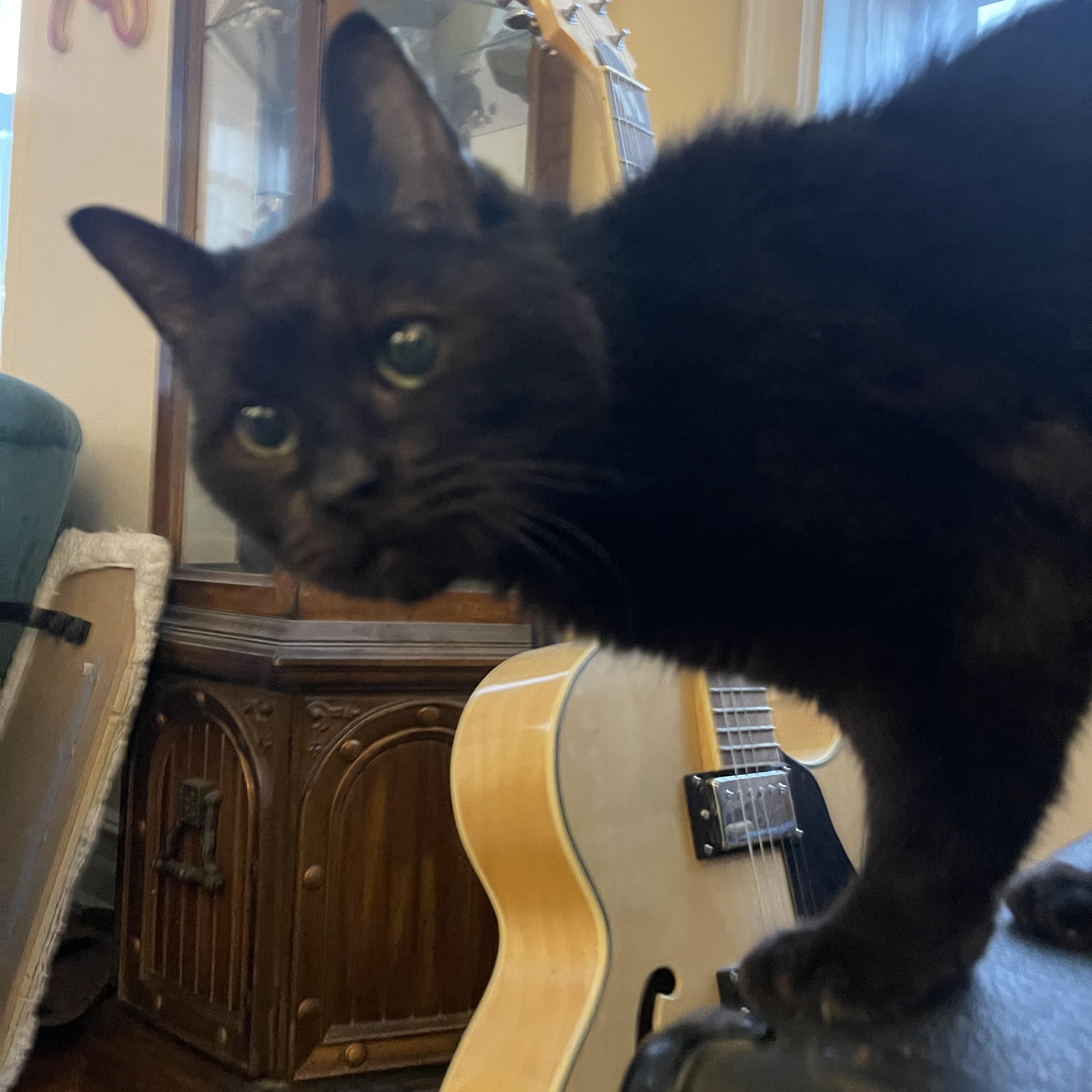 Enlarge Milk Crate *Courtesy listing*, a Adoptable Domestic Short Hair in Brooklyn, NY image 1/5