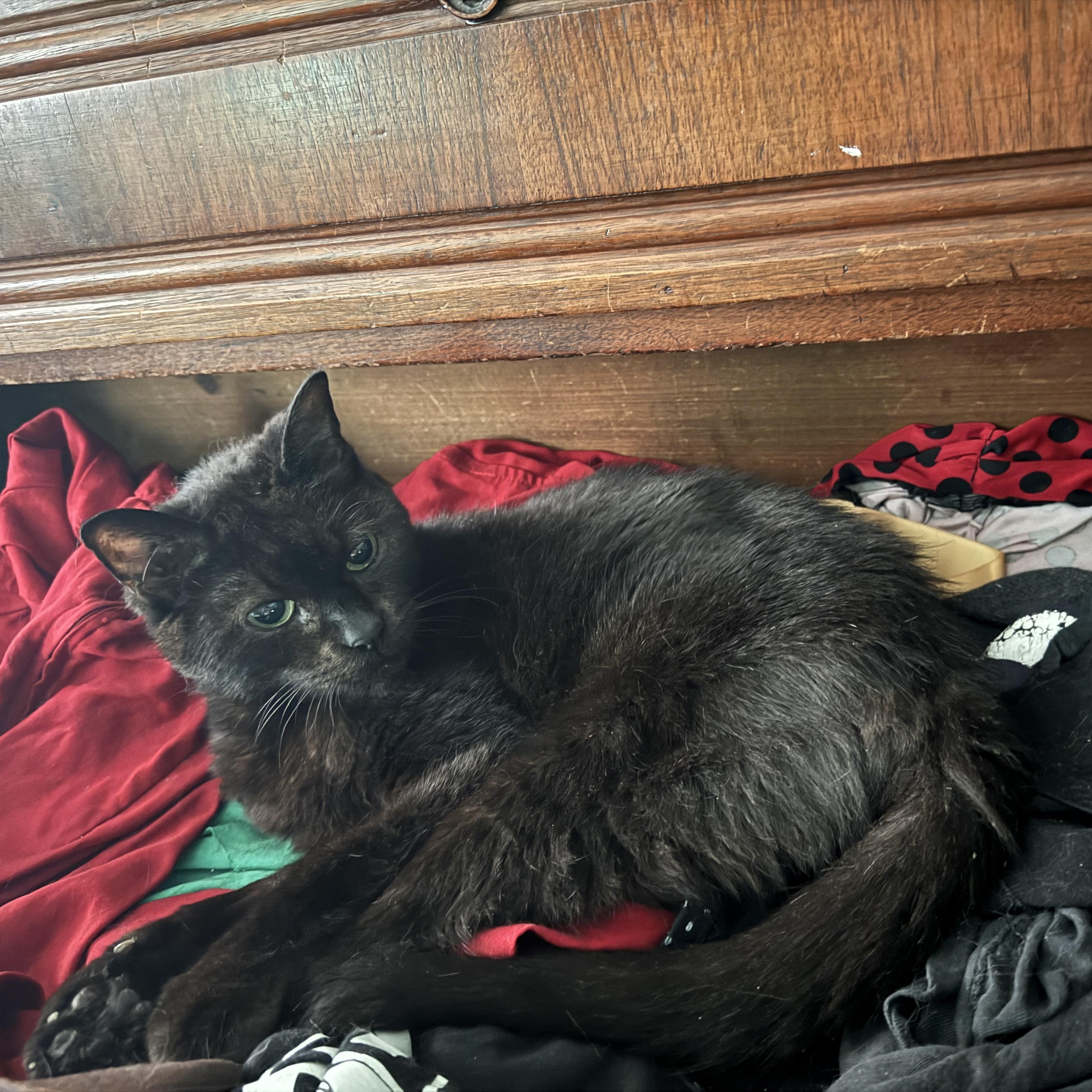 Enlarge Milk Crate *Courtesy listing*, a Adoptable Domestic Short Hair in Brooklyn, NY image 5/5