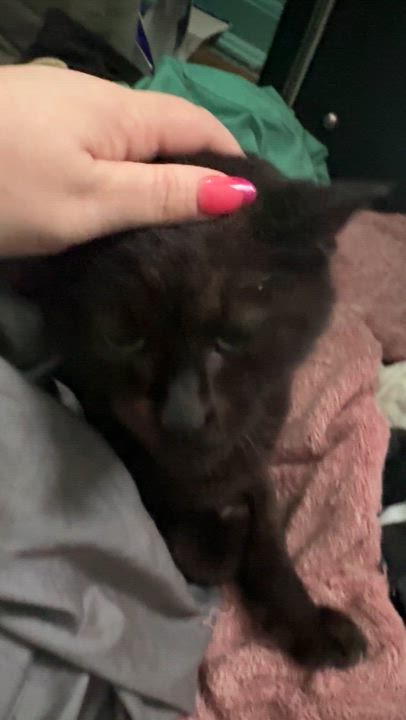 Enlarge Milk Crate *Courtesy listing*, a Adoptable Domestic Short Hair in Brooklyn, NY video 4/5