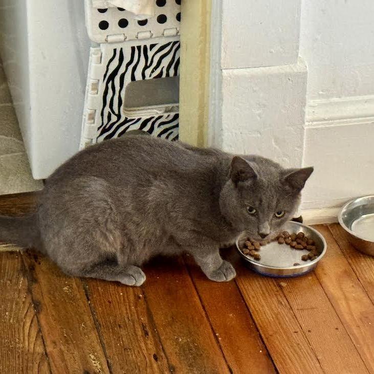 Furby, Adoptable, Young Male Domestic Short Hair.