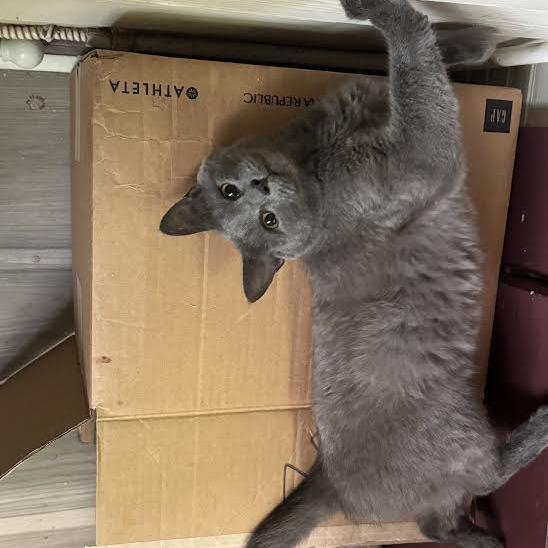 Enlarge Furby, a Adoptable Domestic Short Hair in Charlottesville, VA image 2/6