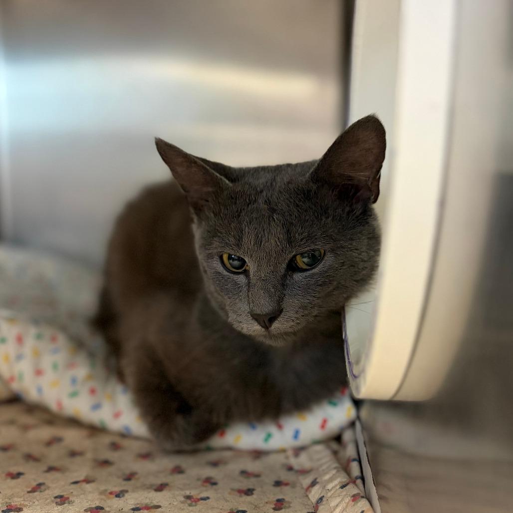 Furby, Adoptable, Young Male Domestic Short Hair.