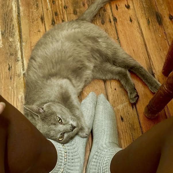 Enlarge Furby, a Adoptable Domestic Short Hair in Charlottesville, VA image 4/6