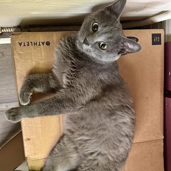 Enlarge Furby, a Adoptable Domestic Short Hair in Charlottesville, VA image 5/6