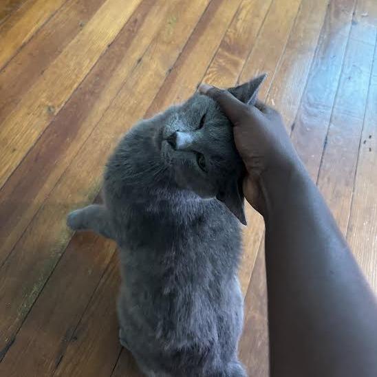 Enlarge Furby, a Adoptable Domestic Short Hair in Charlottesville, VA image 6/6