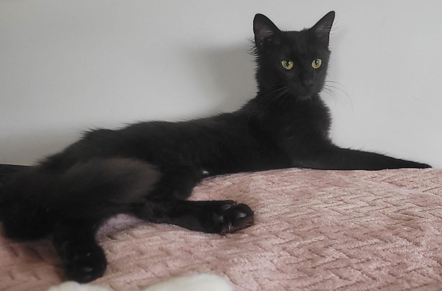 JULIANA, Adoptable, Young Female Domestic Medium Hair.