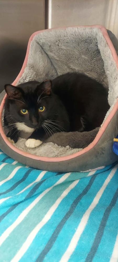 Domino, Adoptable, Young Male Domestic Short Hair.