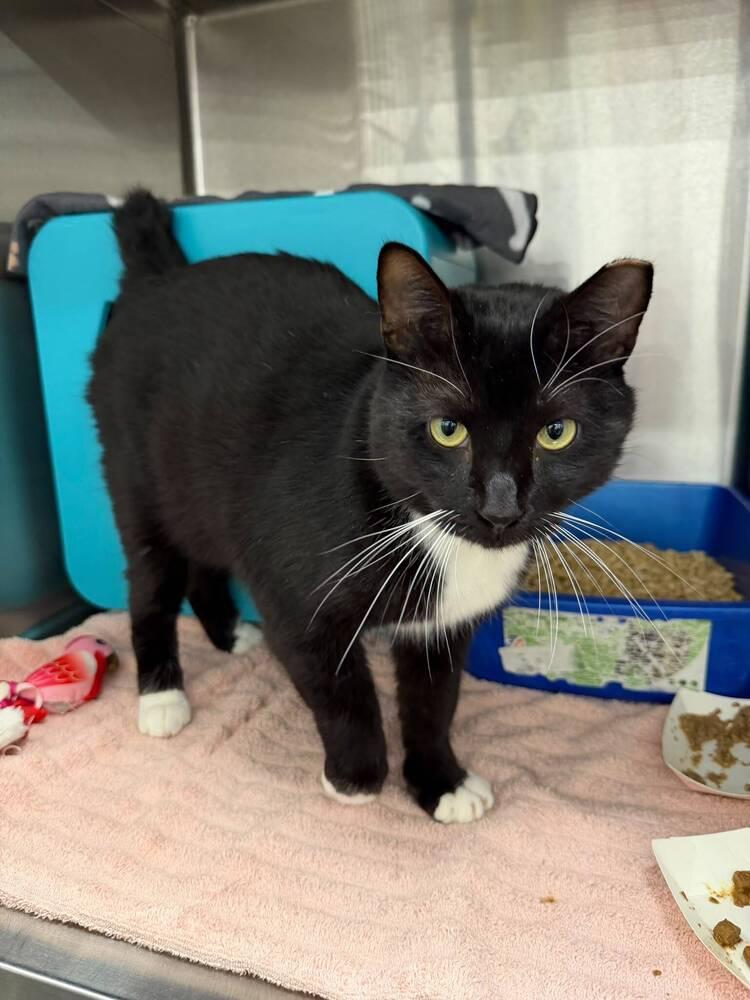 Enlarge Domino, a Adoptable mixed breed in Orlando, FL image 2/3
