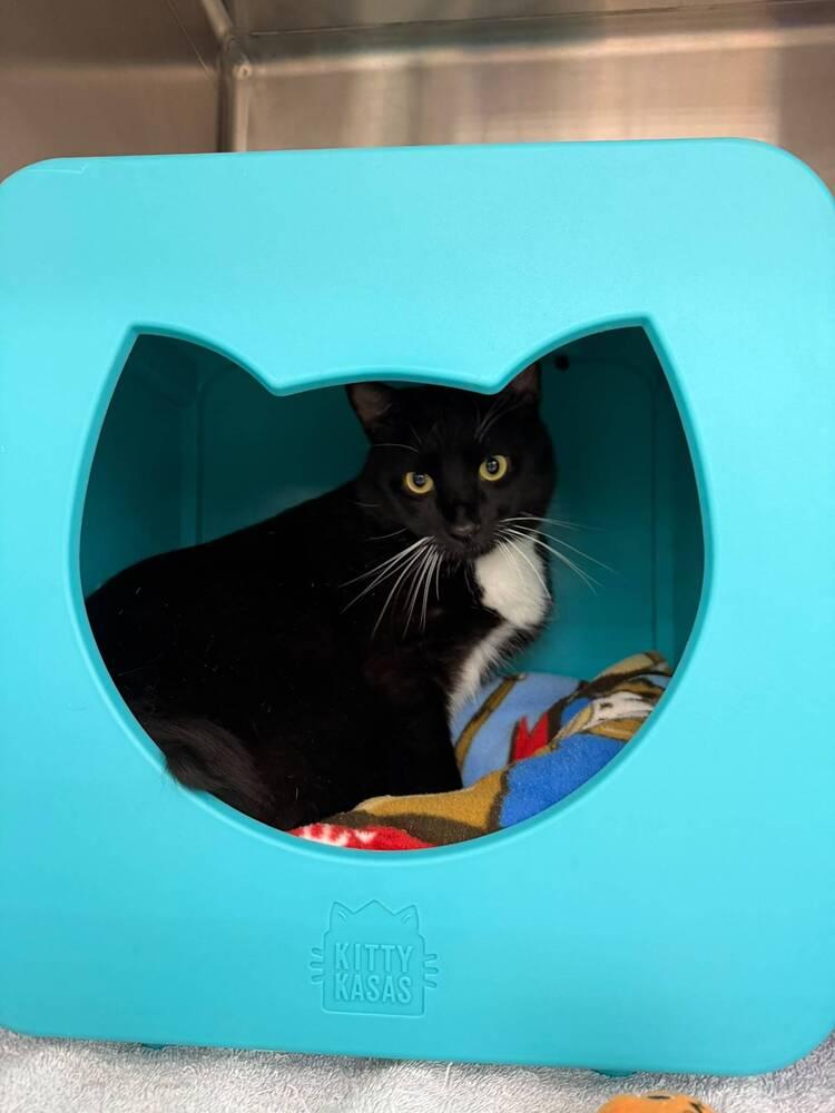 Enlarge Domino, a Adoptable mixed breed in Orlando, FL image 3/3