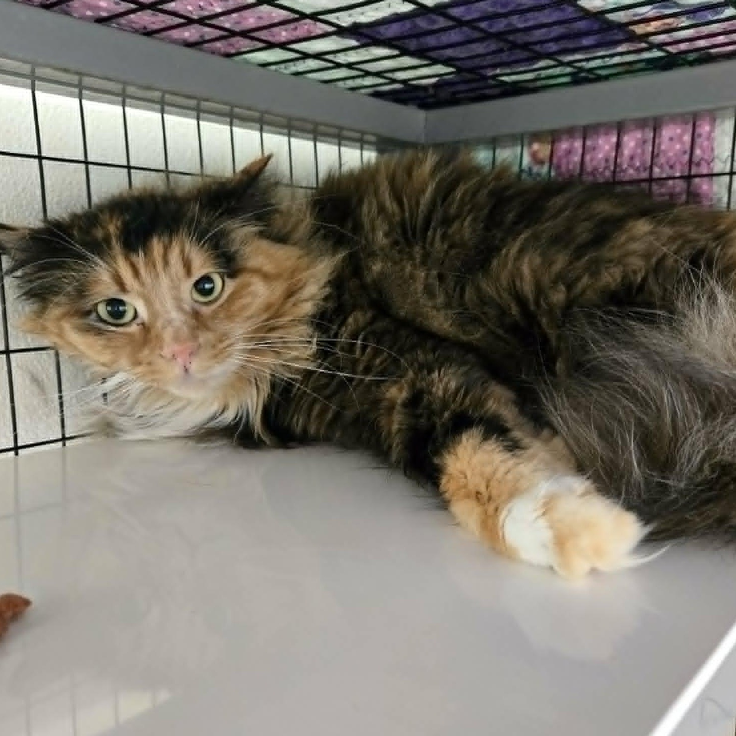 Marble, a ADOPTABLE Domestic Medium Hair in Watertown, WI image 2/3