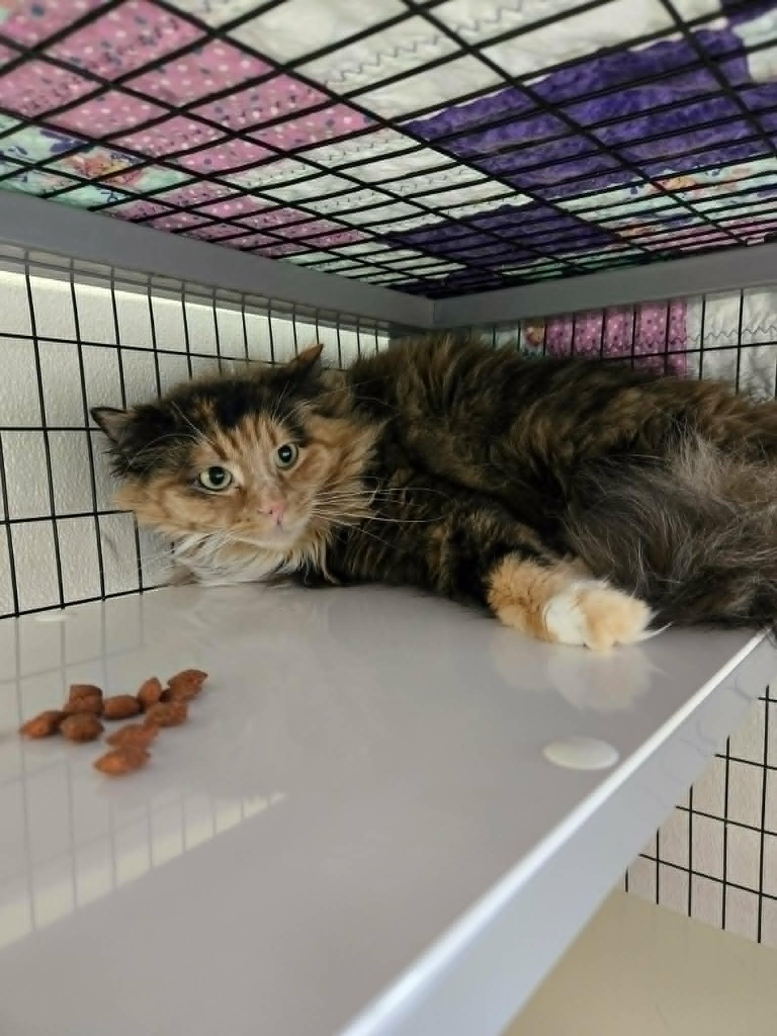 Marble, a ADOPTABLE Domestic Medium Hair in Watertown, WI image 3/3