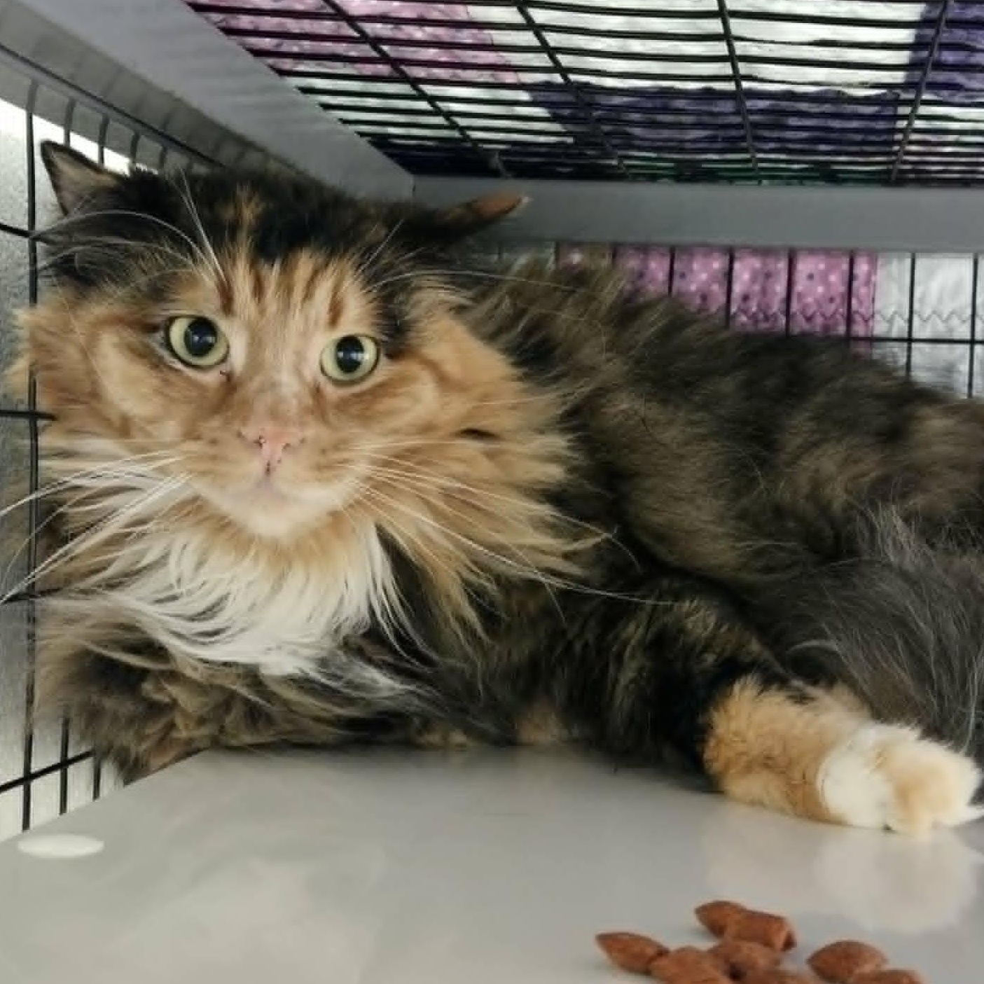 Marble, a ADOPTABLE Domestic Medium Hair in Watertown, WI image 1/3