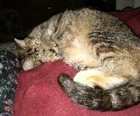 Clementine, Adoptable, Adult Female Domestic Short Hair.