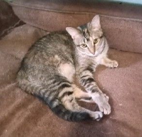 Clementine, a Adoptable Domestic Short Hair in Garden City, MI image 2/5