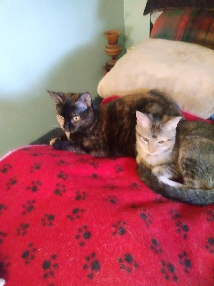 Clementine, a Adoptable Domestic Short Hair in Garden City, MI image 3/5