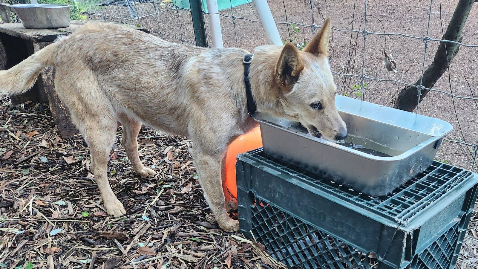 Maggie, Adoptable, Young Female Australian Cattle Dog / Blue Heeler.
