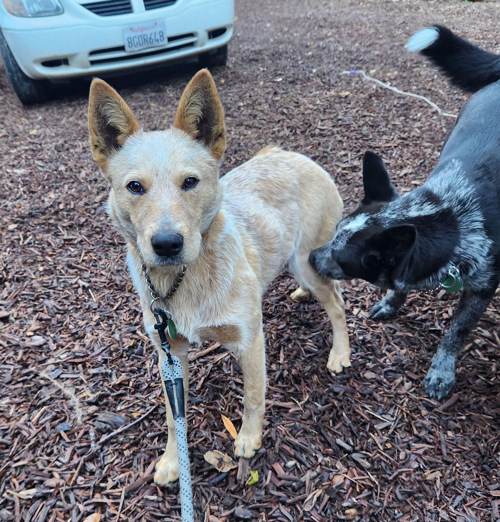 Enlarge Maggie, a Adoptable Australian Cattle Dog / Blue Heeler in Paso Robles, CA image 2/2