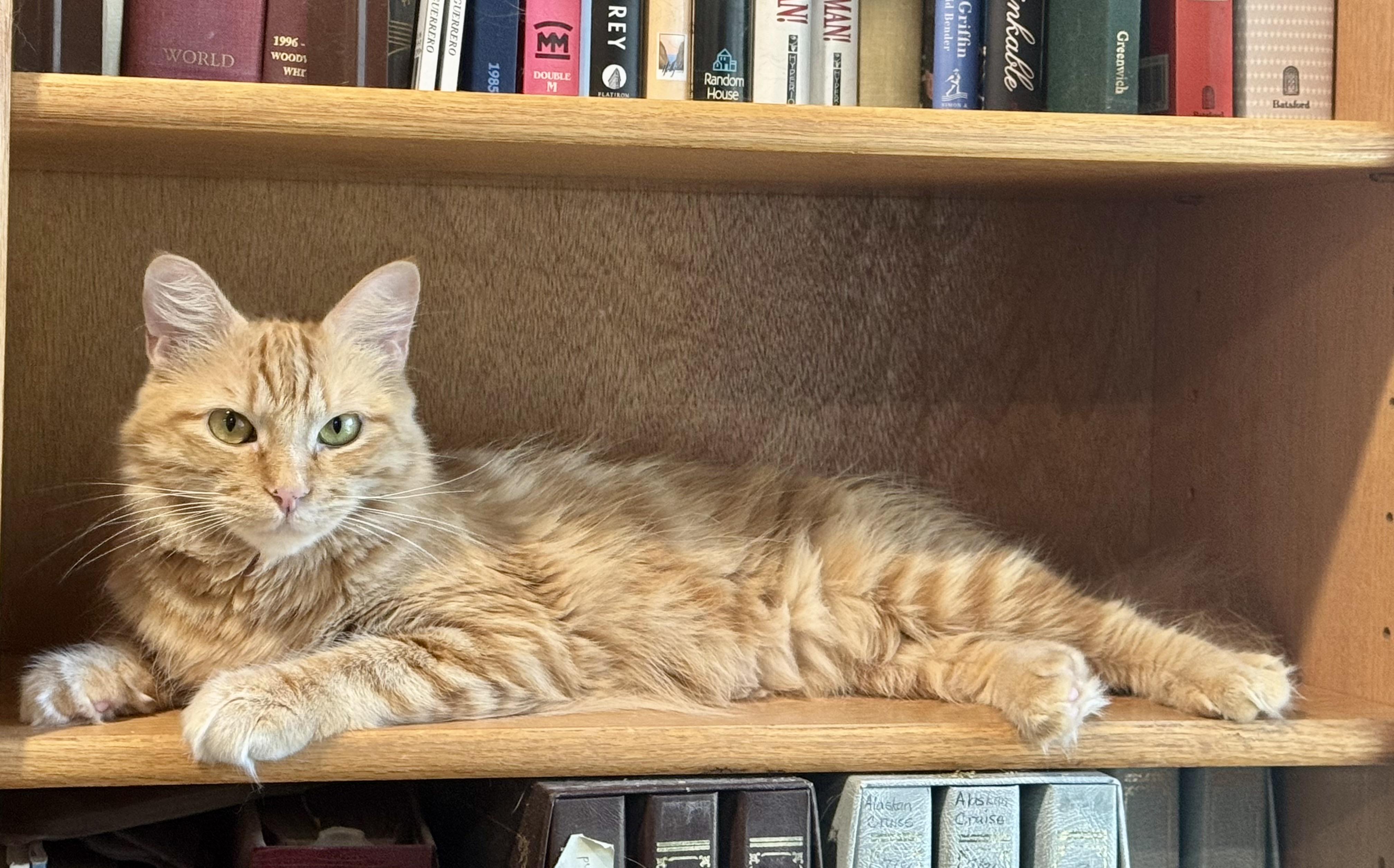 Enlarge Goldie, an adopted mixed breed in Mission Viejo, CA image 2/5