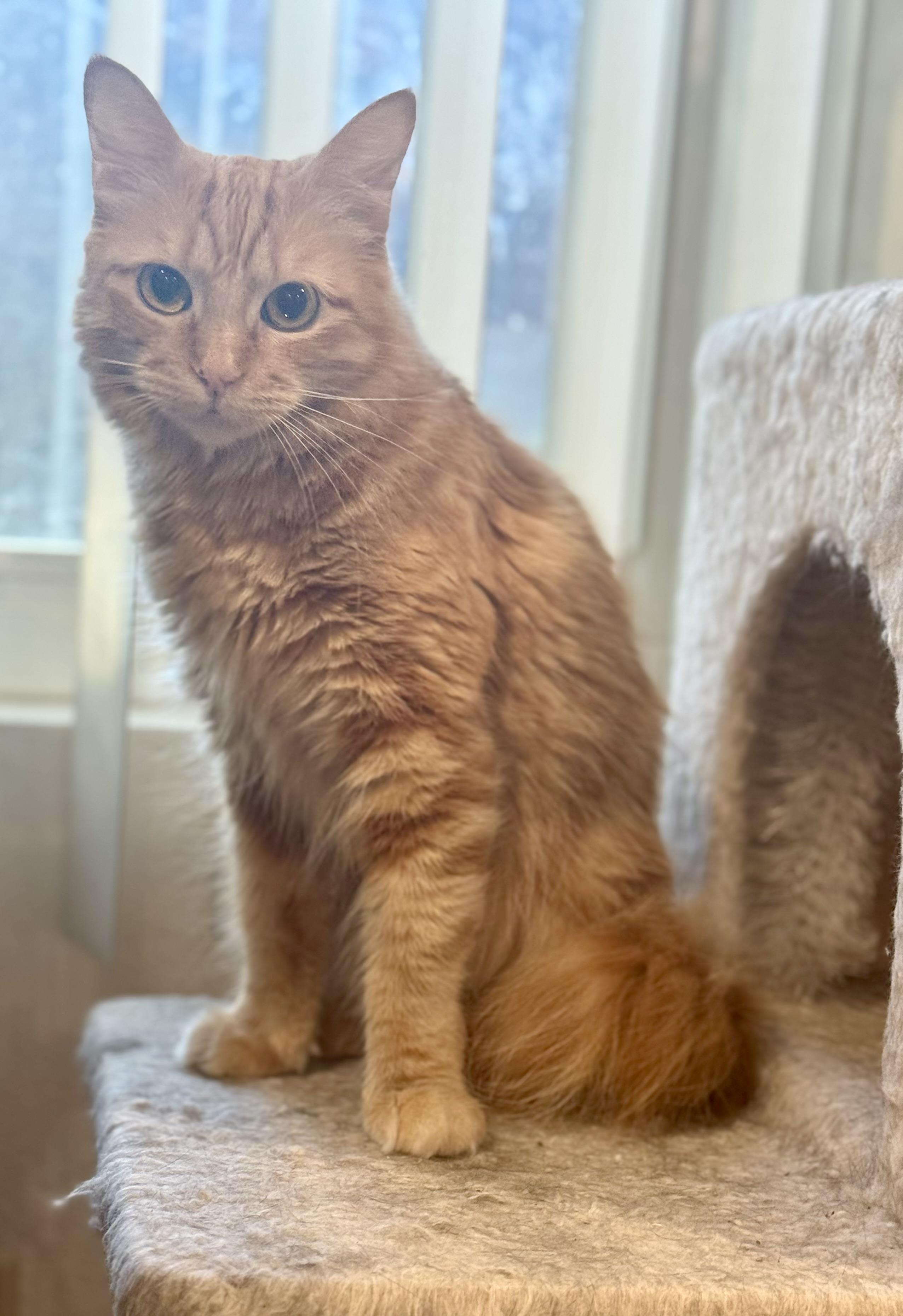 Enlarge Goldie, an adopted mixed breed in Mission Viejo, CA image 3/5