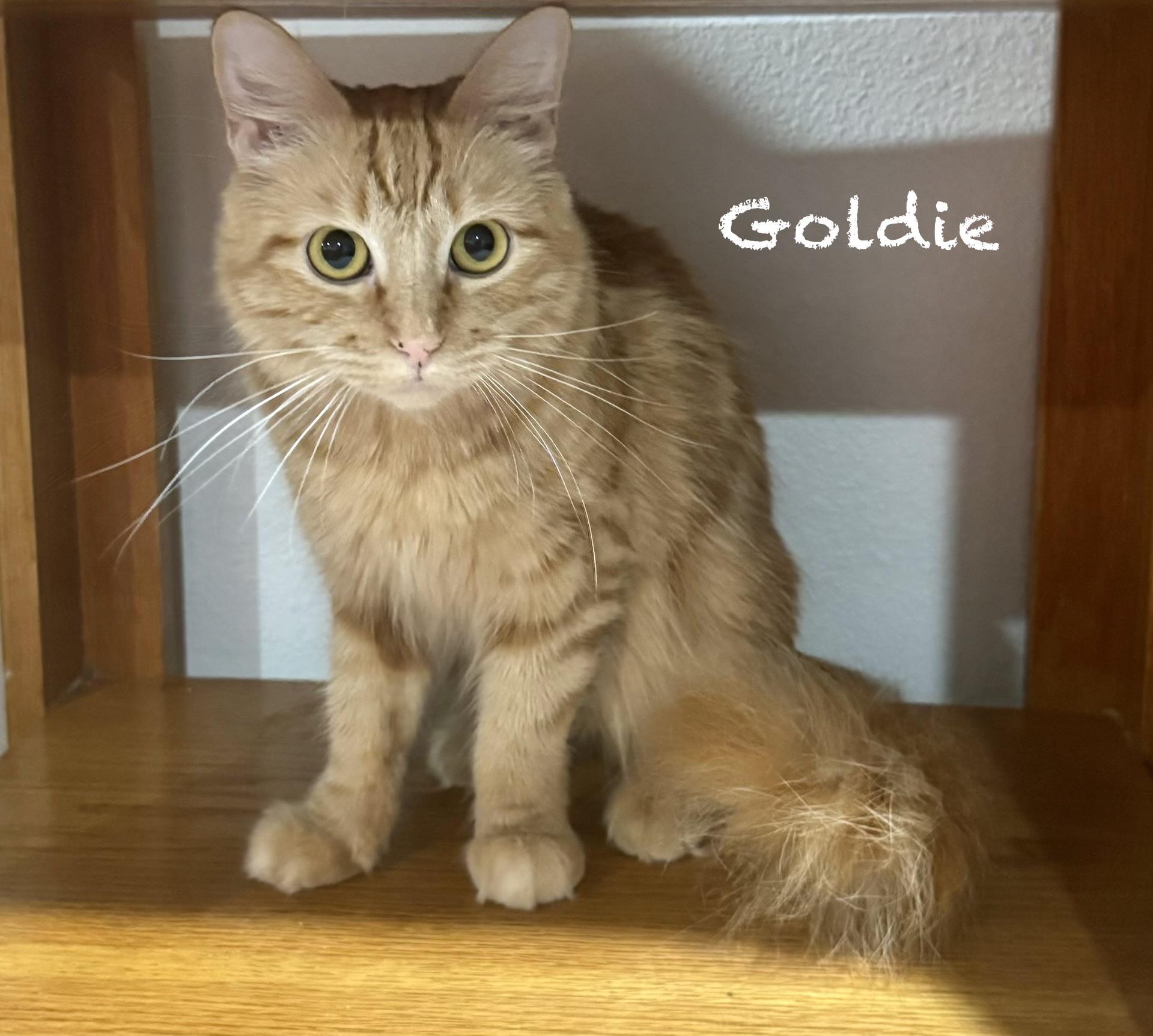 Goldie, adopted, Kitten Female Maine Coon.